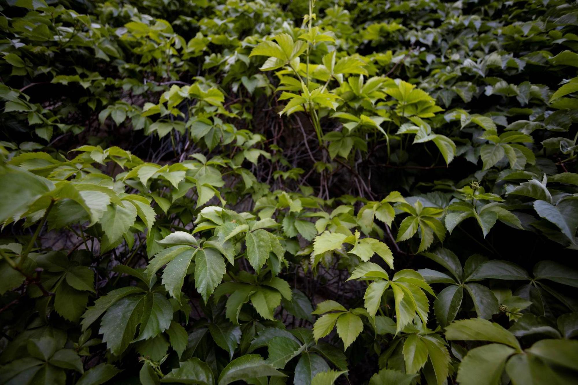 Parco Statella Villa Montelaguardia Luaran gambar